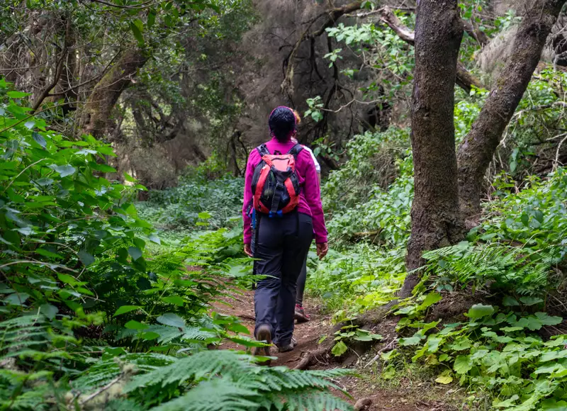 Senderismo en el Bosque de la Laurisilva de La Palma Buendía